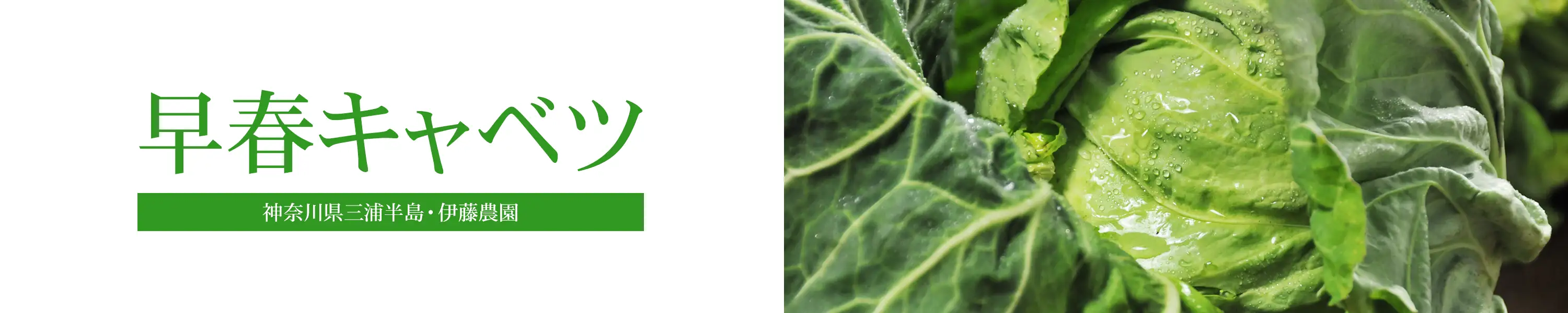 神奈川県三浦半島「伊藤農園の春キャベツ」(早春キャベツ、春キャベツ、芽キャベツ)