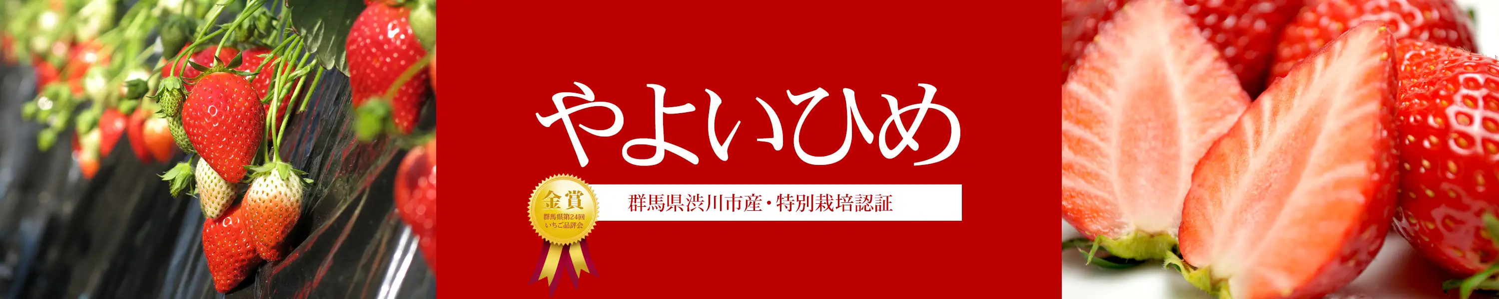 群馬県渋川市産 池田さんのやよいひめ 特別栽培認証・群馬県第24回いちご品評会金賞受賞