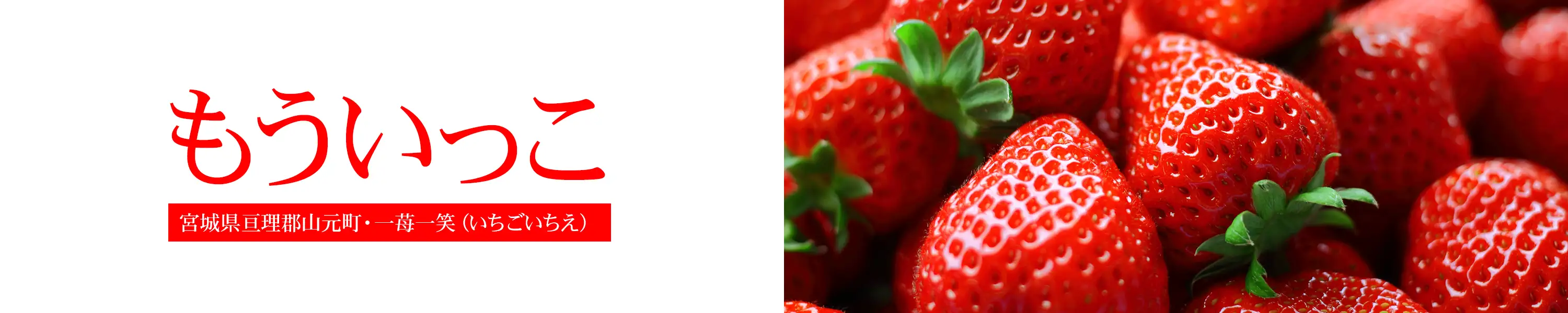 宮城生まれの新品種は大粒でピカピカに輝く希望の星、宮城県亘理の一苺一笑が作る「もういっこ」