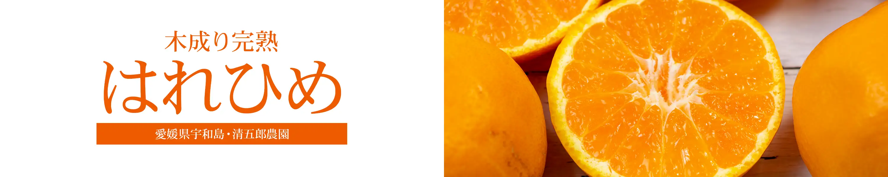 愛媛県宇和島産 清五郎農園の木成り完熟「はれひめ」