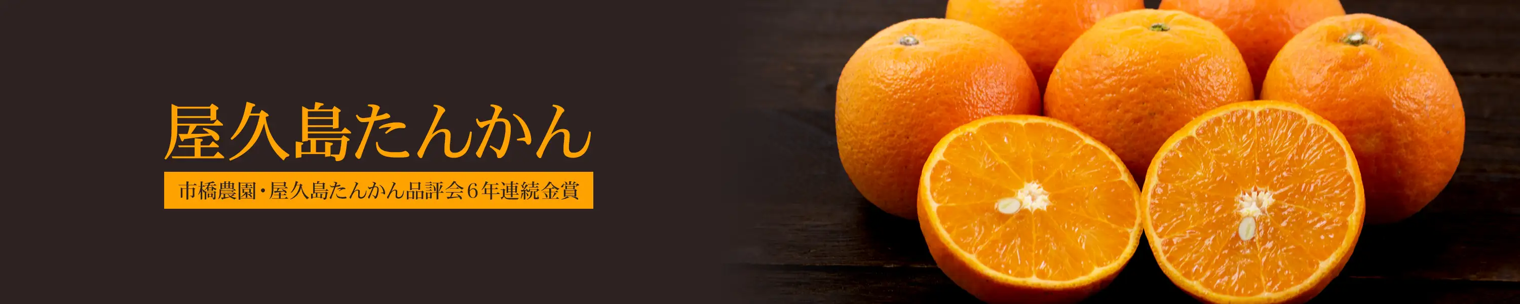 市橋農園 屋久島たんかん品評会6年連続金賞受賞 完熟屋久島たんかん