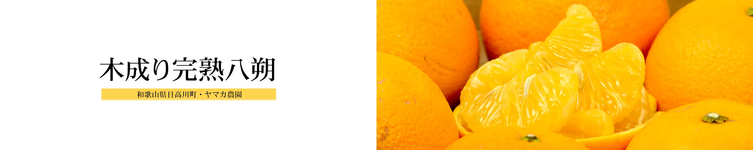 甘くてホロ苦 木成り完熟八朔