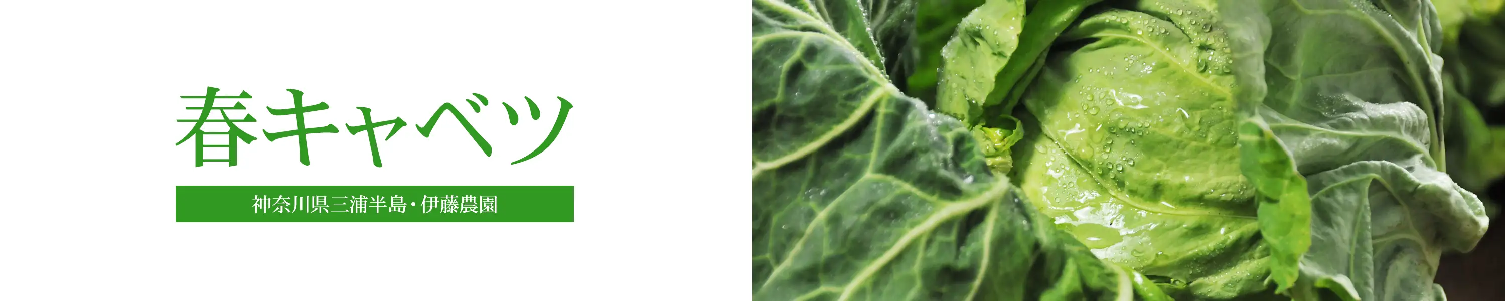 神奈川県三浦半島・伊藤農園「春キャベツ」