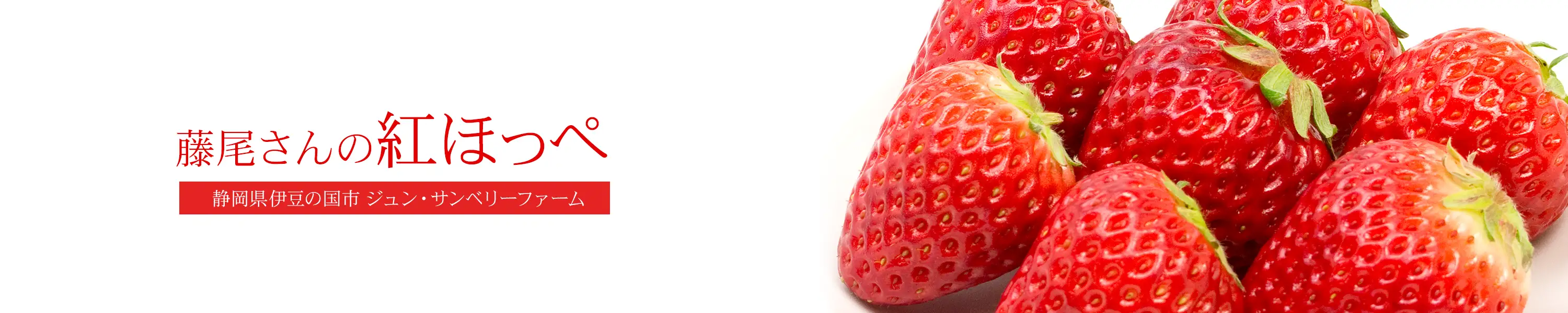 大粒でジューシー ジュン・サンベリーファーム「藤尾さんの紅ほっぺ」