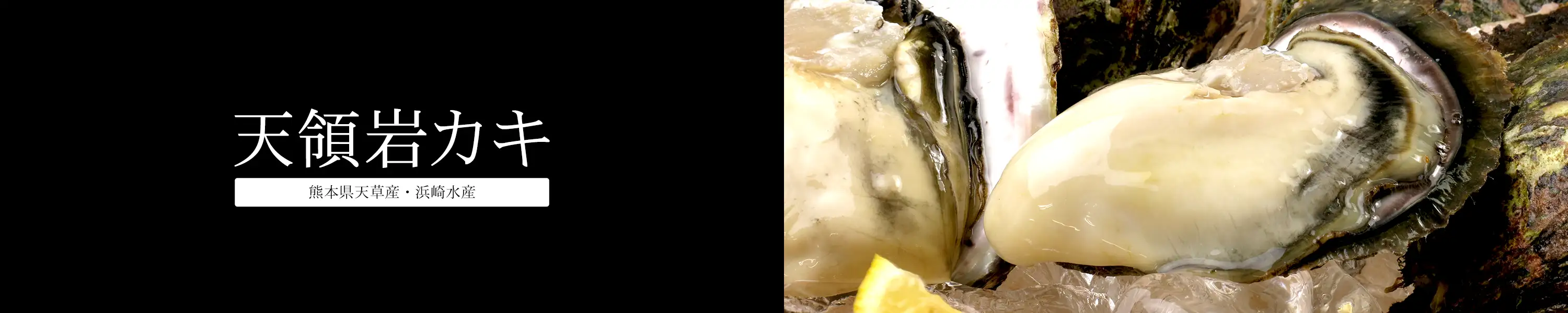 プリップリの食感、クリーミーで濃厚な味わいの熊本県天草産天領岩牡蠣