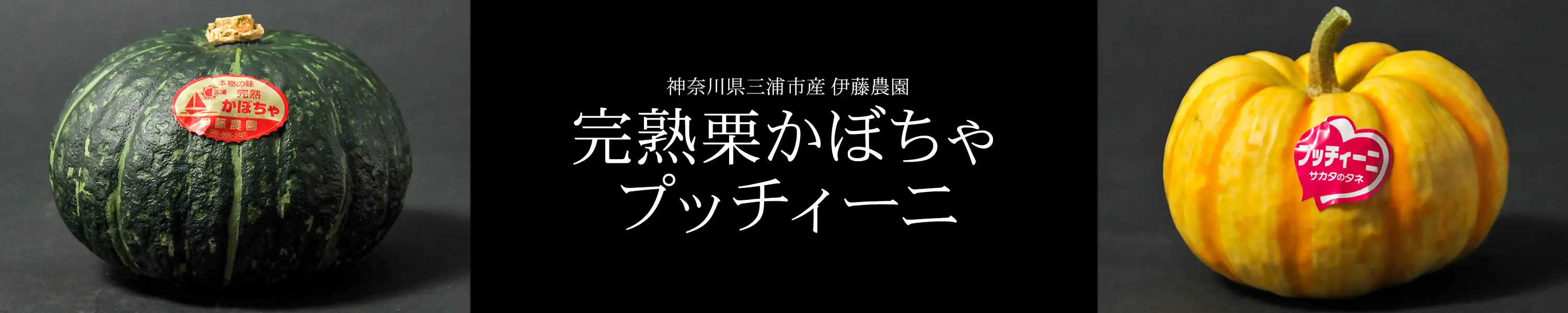 神奈川県三浦市産 伊藤農園「完熟栗かぼちゃ・プッチィーニ」