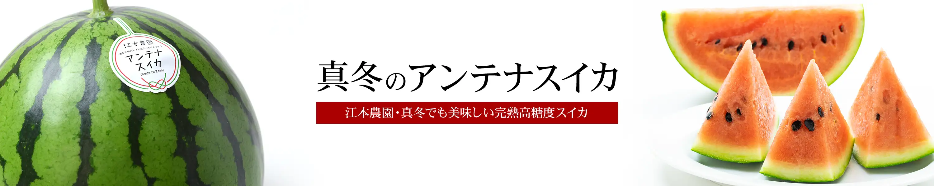 江本農園 甘くて絶妙なシャリ感が美味しい小玉スイカ「アンテナスイカ」