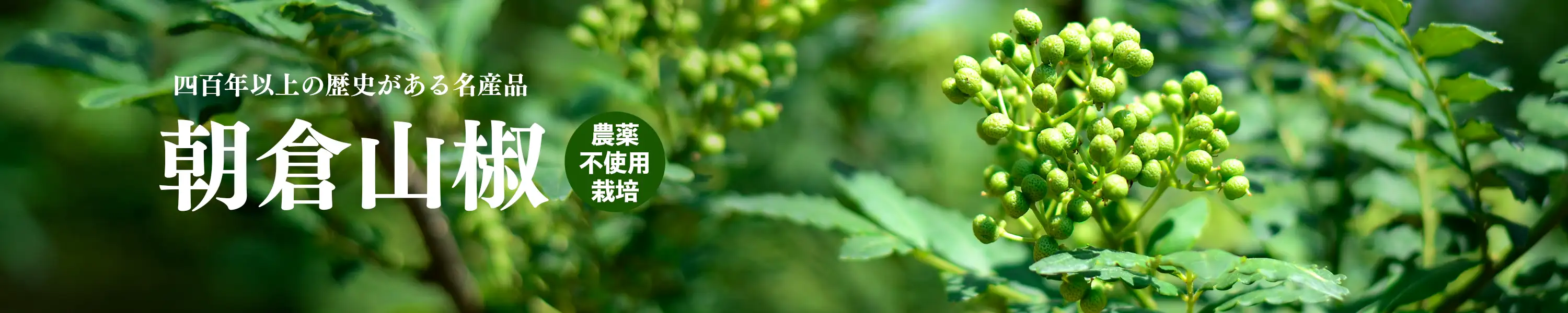 400年以上の歴史がある名産品「朝倉山椒」農薬不使用栽培