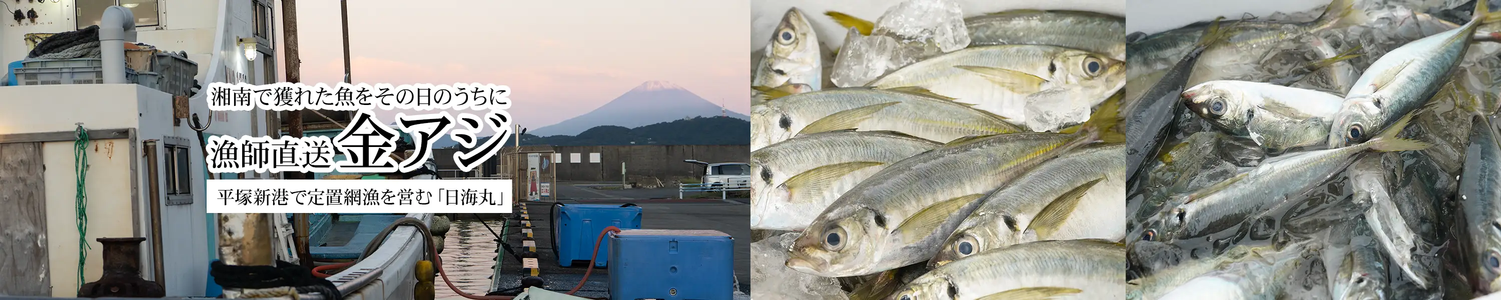 湘南で獲れた魚をその日のうちに「漁師直送 金アジ」平塚新港で定置網漁を営む日海丸