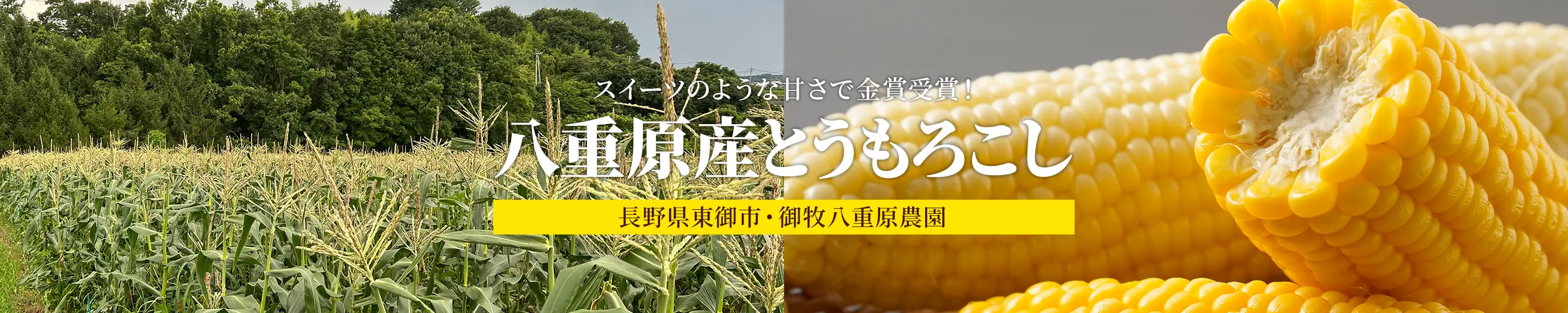 スイーツのような甘さで金賞受賞！長野県東御市・御牧八重原農園「八重原産とうもろこし」