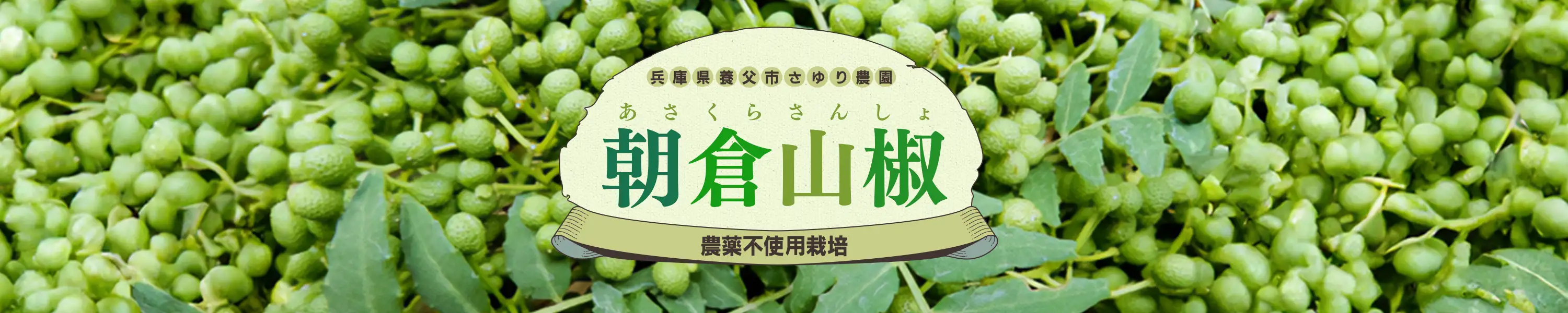 兵庫県養父市・さゆり農園「農薬不使用栽培 朝倉山椒」