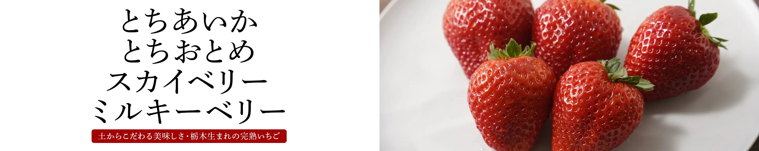 土からこだわる美味しさ・栃木生まれの完熟いちご「とちあいか、とちおとめ、スカイベリー、ミルキーベリー」