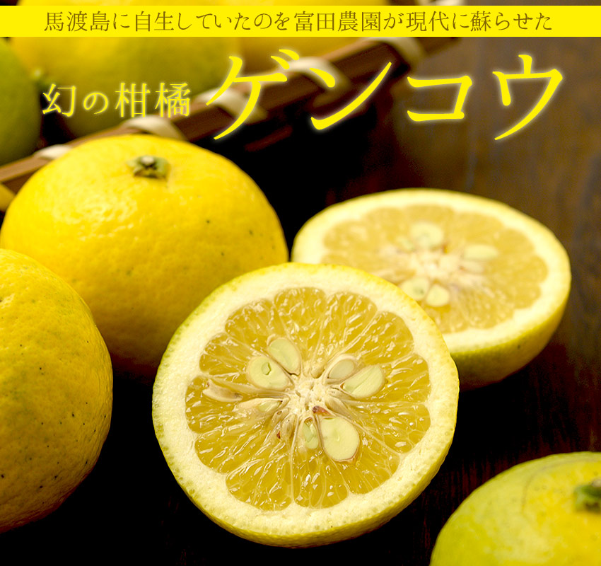 馬渡島に自生していたのを富田農園が現代に蘇らせた幻の柑橘「ゲンコウ」