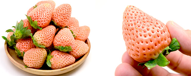 イチゴラス 白いちご淡雪 恋みのり 白いちご淡雪 安心堂