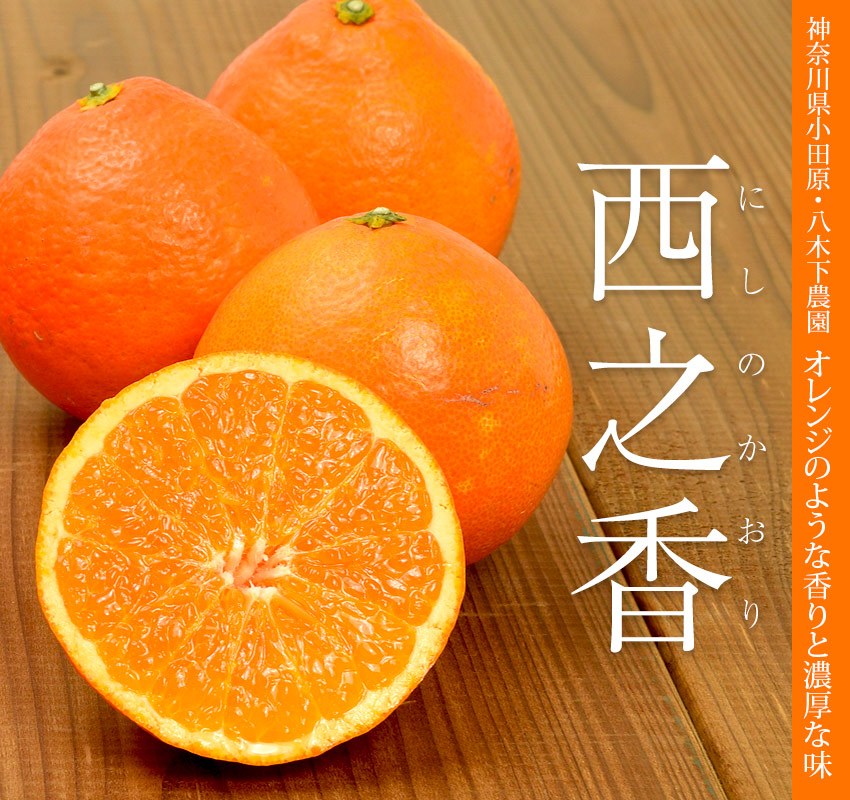 神奈川県小田原 八木下農園 オレンジのような香りと濃厚な味「西之香」