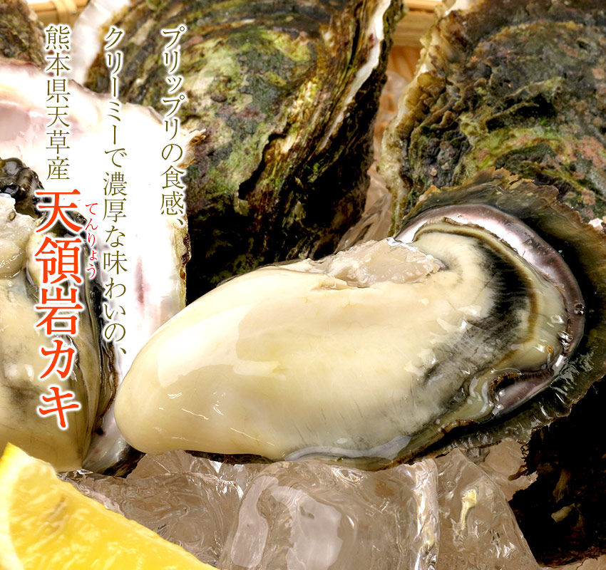 プリップリの食感、クリーミーで濃厚な味わいの熊本県天草産天領岩牡蠣