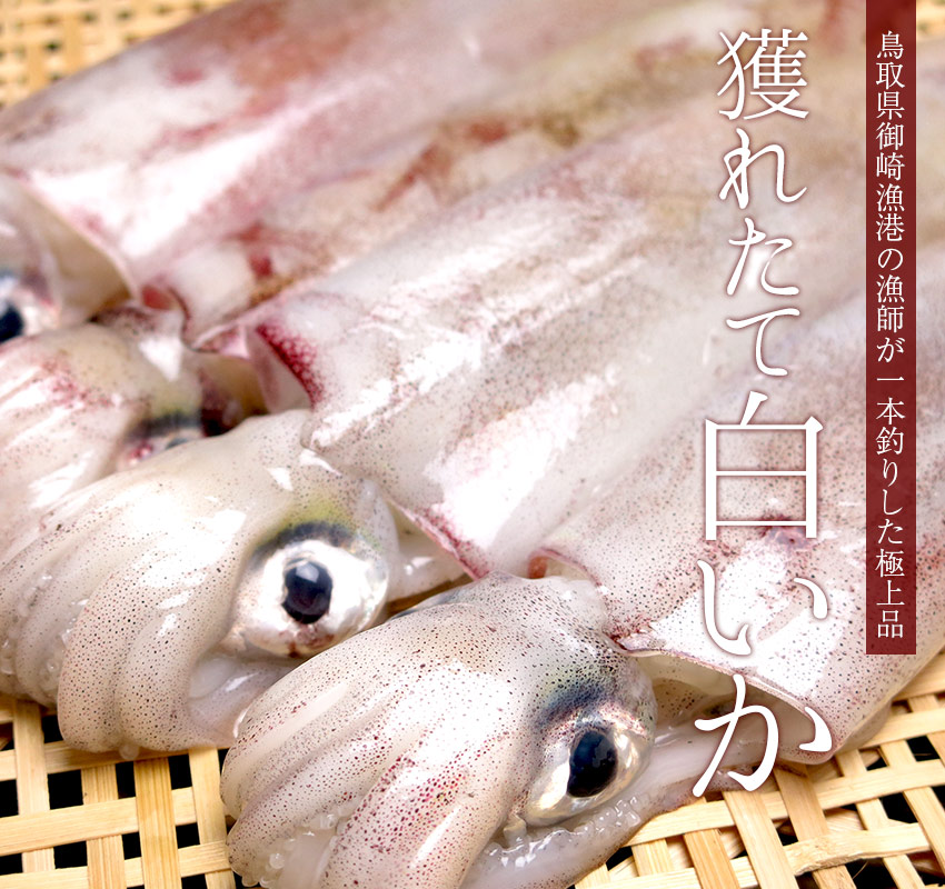 鳥取県御崎漁港の漁師が一本釣りした極上品「獲れたて白いか」