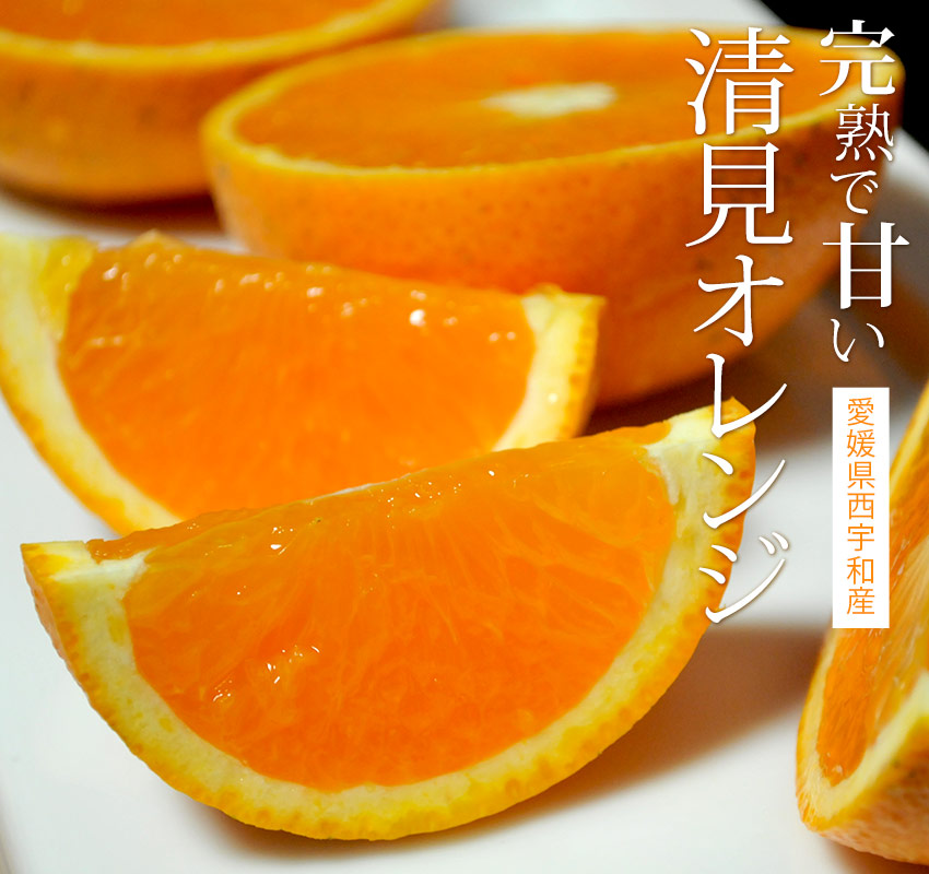 愛媛県西宇和産「完熟で甘い清見オレンジ」