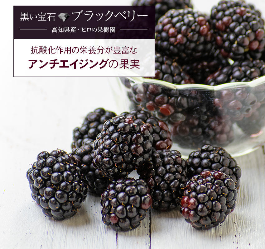 高知県産・ヒロの果樹園「黒い宝石ブラックベリー」抗酸化作用の栄養分が豊富なアンチエイジングの果実