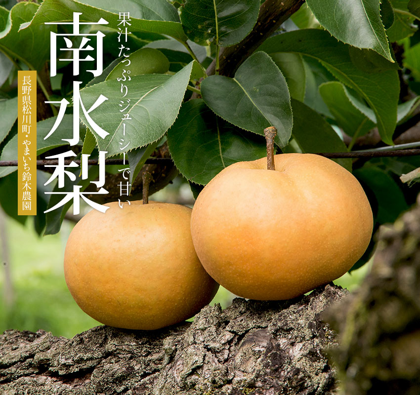 やまいち鈴木農園・長野県松川町「南水梨」果汁たっぷりジューシーで甘い