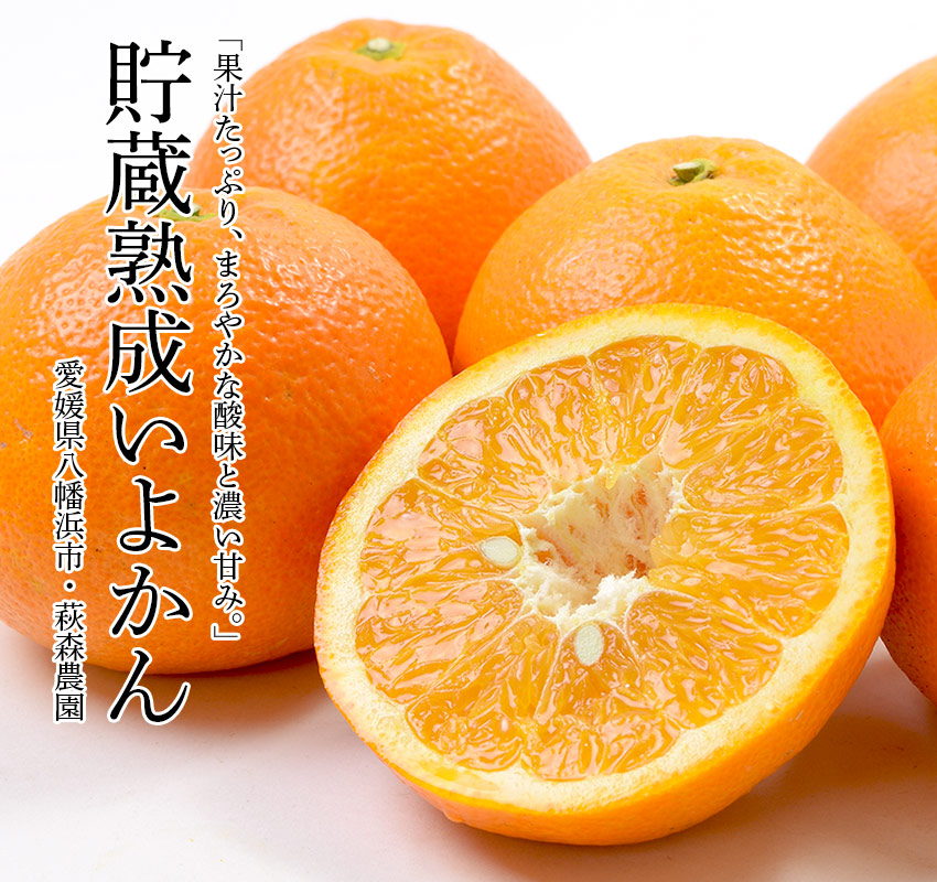 愛媛県八幡浜市・萩森農園 果汁たっぷり、まろやかな酸味と濃い甘み。「貯蔵熟成いよかん」