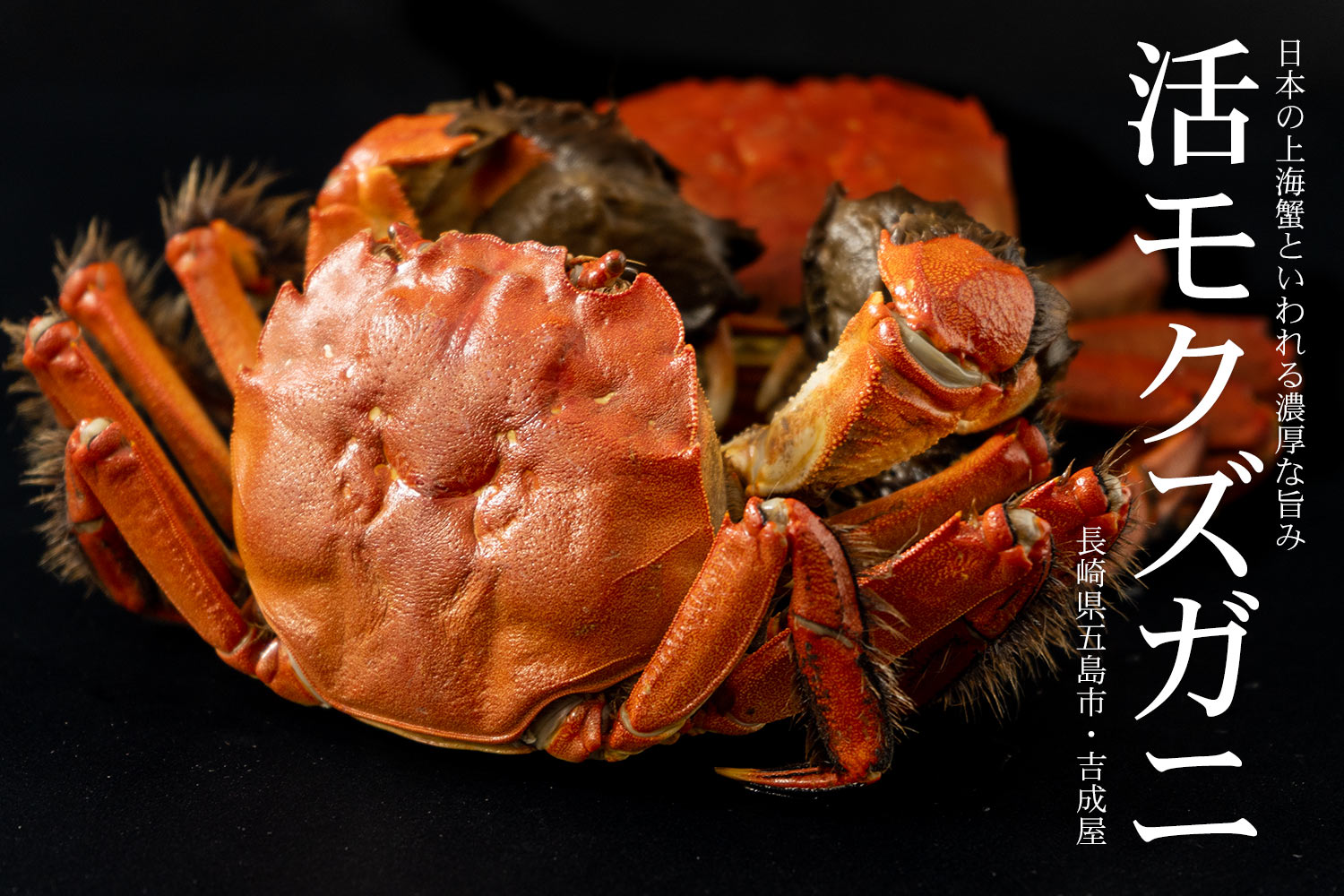 長崎県五島市・吉成屋 日本の上海蟹といわれる濃厚な旨み「天然活モクズガニ」