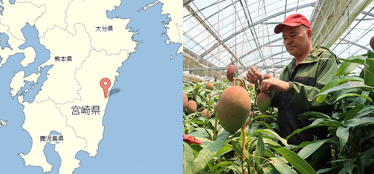 Lサイズ（約330g）×2玉　安心堂　果実の宝石　カワノ農園・太陽マンゴー　食のSELECTネットショップ
