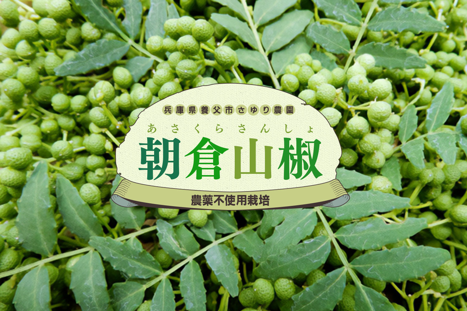 西播磨 朝倉山椒 実 無農薬 サンショウ 農家直送 つむぎ農園 1kg