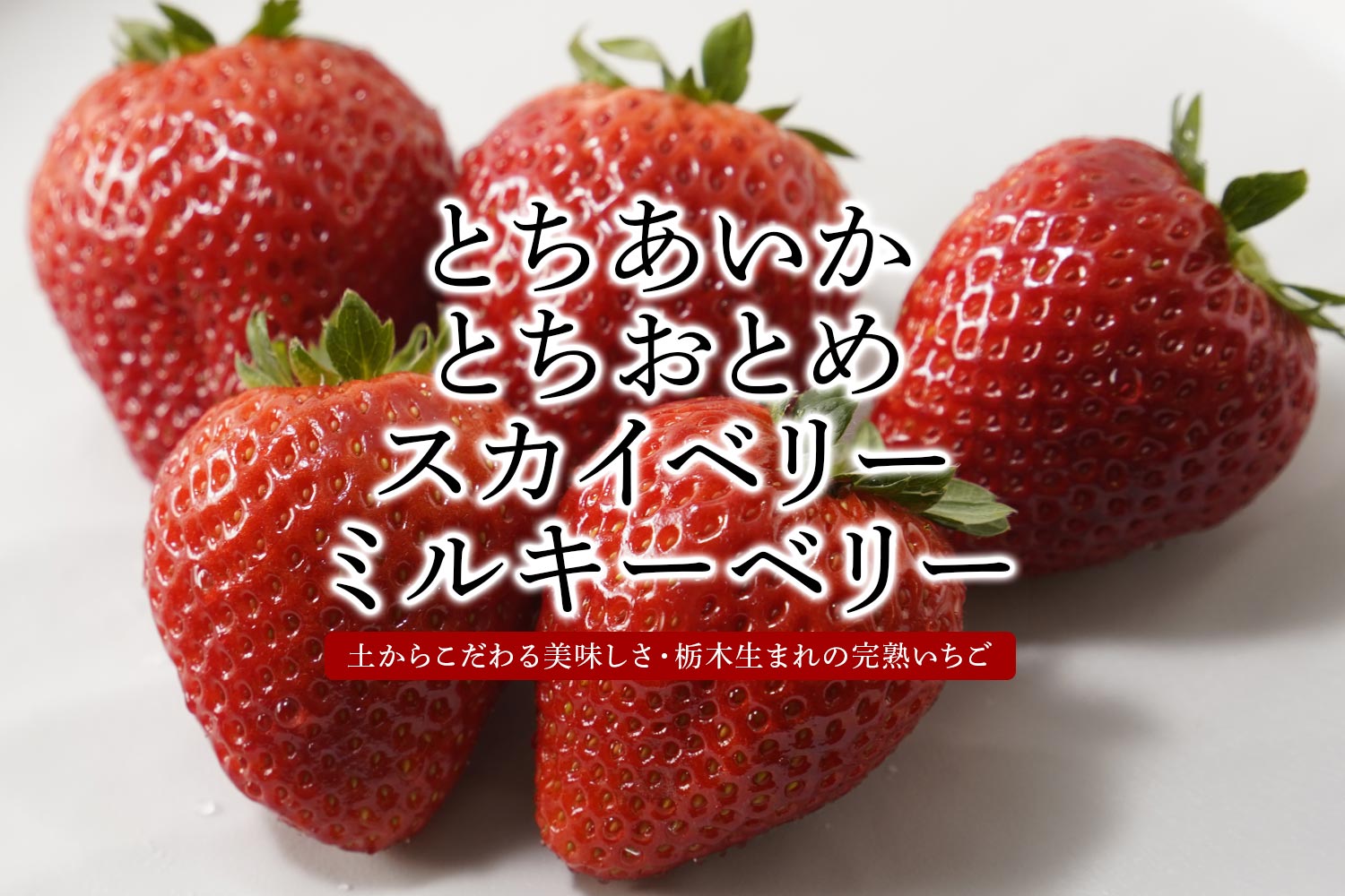 土からこだわる美味しさ・栃木生まれの完熟いちご「とちあいか、とちおとめ、スカイベリー、ミルキーベリー」