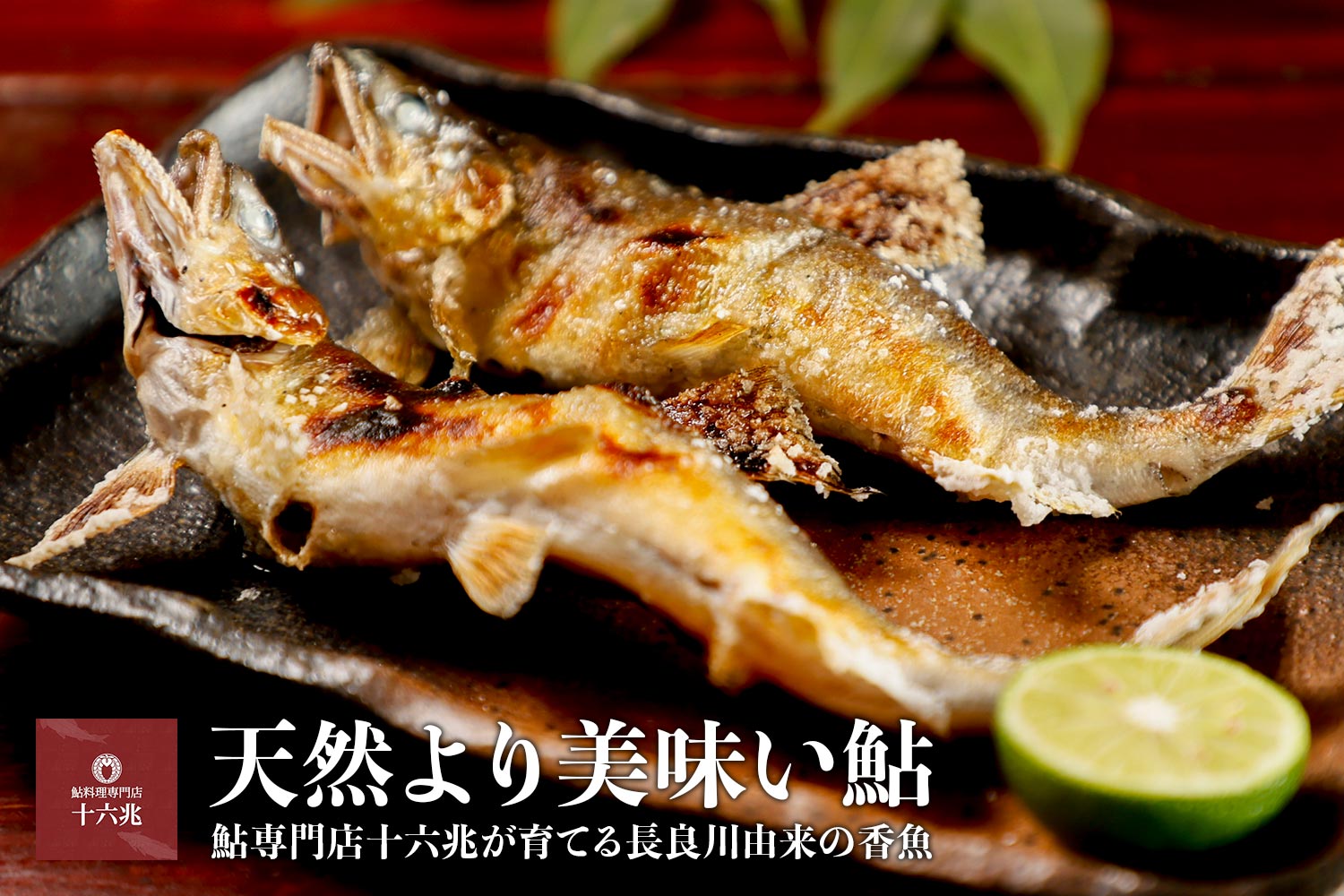 天然を超える香魚 鮎専門店十六兆が育てる「長良川鮎」