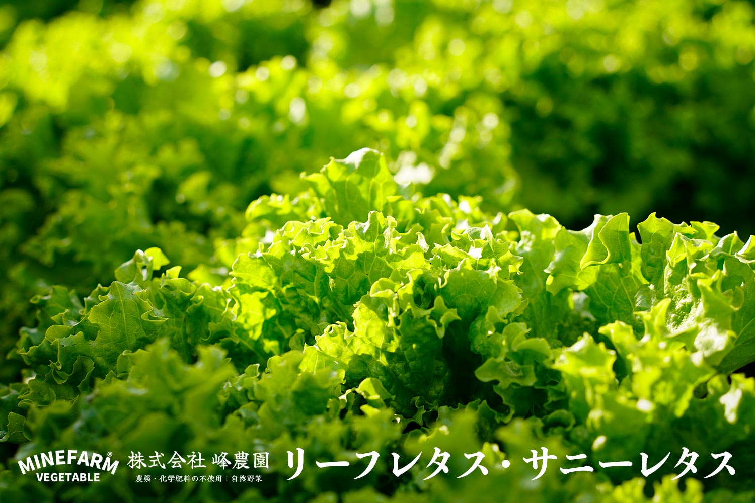 峰農園 農薬・化学肥料不使用「リーフレタス・サニーレタス」