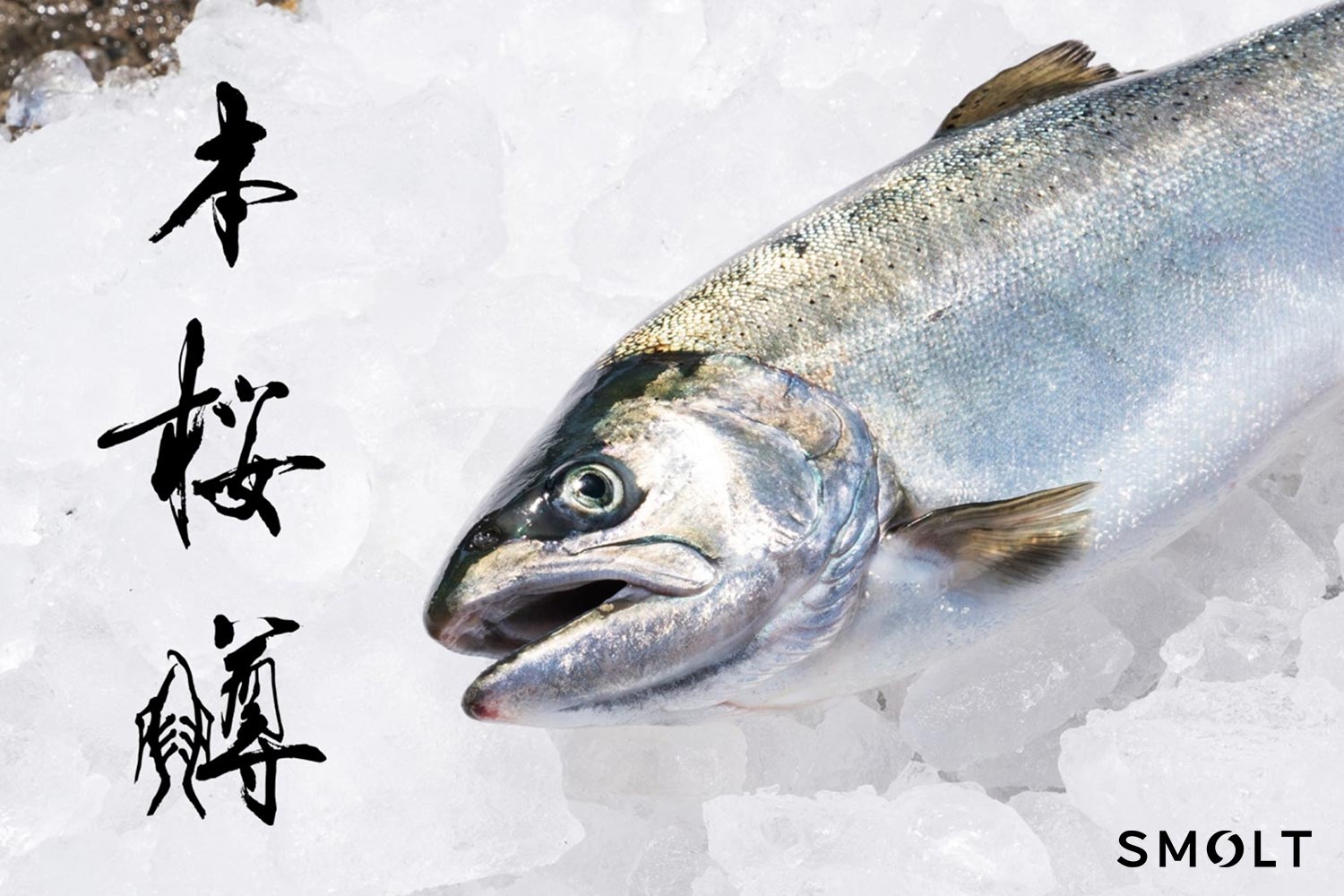 SMOLT「本桜鱒」