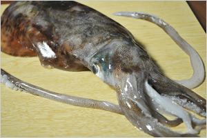 朝獲れ生アオリイカ刺身用450g前後 約4人前 4匹 安心堂 食のselectネットショップ