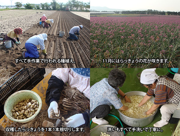 田中農園の完熟生らっきょう 小玉 約1 2kg 安心堂 食のselectネットショップ