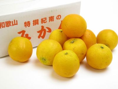 国産バレンシアオレンジ産地直送販売所 爽快カンキツご家庭用