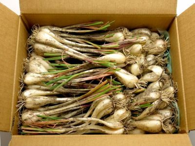 榛名山麓　梅生産農家直送！　樹上完熟小梅 12kg 木なり完熟南高梅(サイズ混合、4kg) | 果物/青梅 産直アウル
