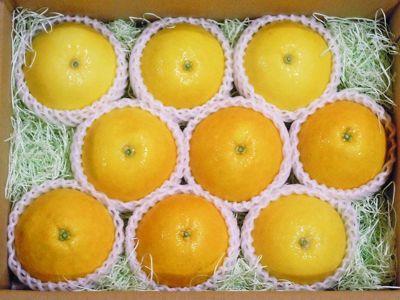 みかん・柑橘類 | 安心堂 食のSELECTネットショップ