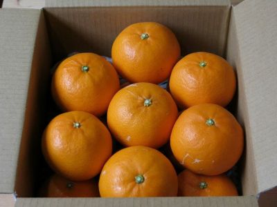 みかん・柑橘類 | 安心堂 食のSELECTネットショップ