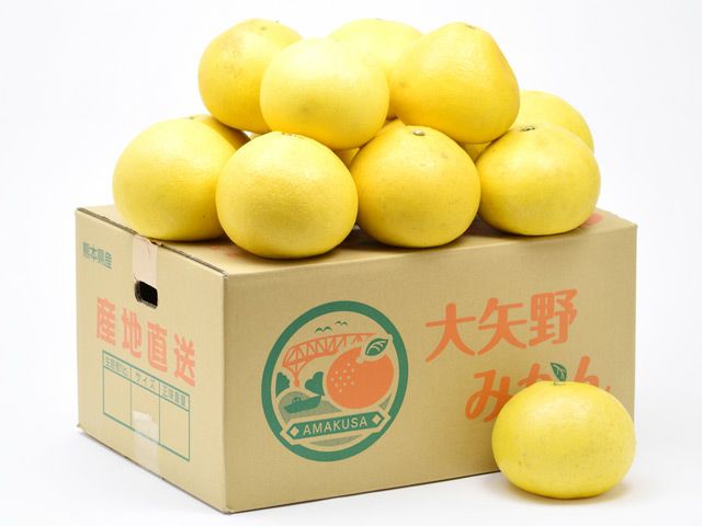 土佐文旦家庭用！2Lサイズ約4kg〜4.5kg入農家直送！ - 果物