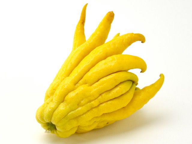 富田農園・仏手柑（中） | 安心堂 食のSELECTネットショップ