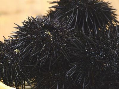 上野屋・北海道松前産 殻付き生うに（1kg）約10個 | 安心堂 食のSELECT