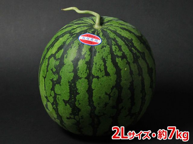 飯塚農場・南魚沼八色原産スイカ 2L（約7kg）【熨斗カード不可