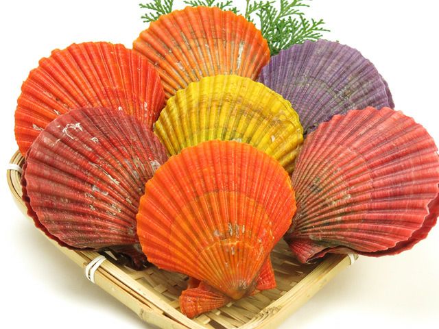後藤緋扇貝養殖販売・大分県産ヒオウギ貝（15個入り） | 安心堂