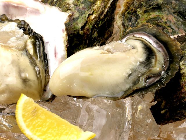 浜崎水産・天草の天領岩カキ(2.5kg)10個前後 | 安心堂 食の 浜崎水産・天草の天領岩カキ(2.5kg)10個前後 | 安心堂 食の