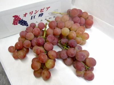 上原果樹園・幻のぶどうオリンピア1kg(4～5房)【家庭用】 | 安心堂 食のSELECTネットショップ