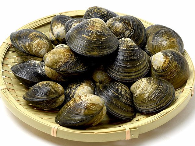 K9【送料込】〜800g お買い得！沖縄産 夜光貝 39個 約20kg 楽天市場】【ふるさと納税】【選べる号数・個数】 よつあみ PE