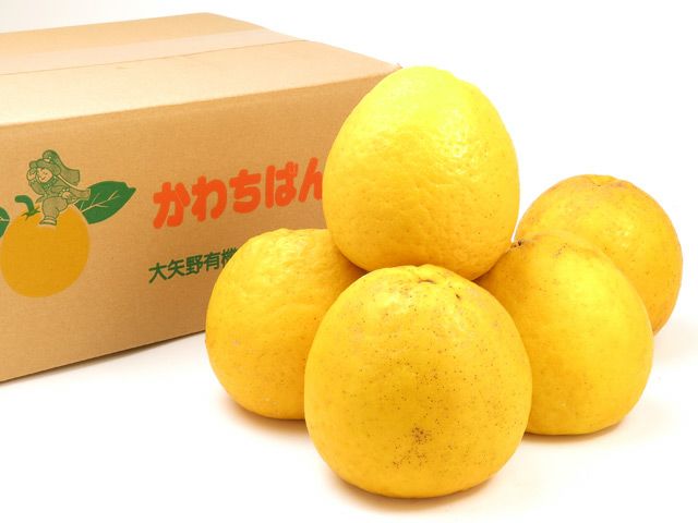 大矢野有機農産物供給センター・天草産河内晩柑 7kg 大玉（3～5L