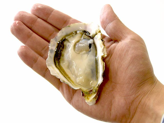 播磨灘産ハーフシェル冷凍生牡蠣（12個入り） | 安心堂 食のSELECT