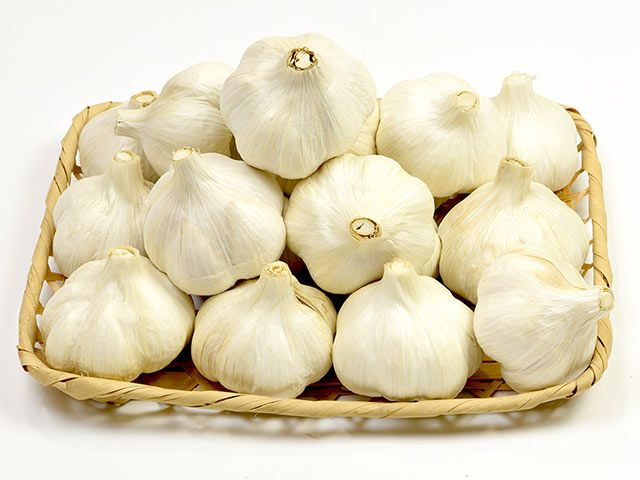 希少 遠州にんにく（A)レア 珍しい 箱込み900グラム ニンニク 遠州極