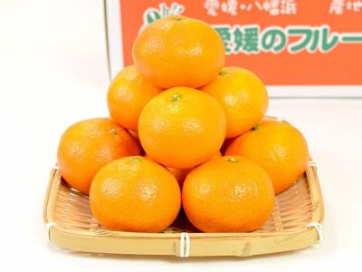 白鳥農園・伊豆産ニューサマーオレンジ（3kg） | 安心堂 食のSELECT